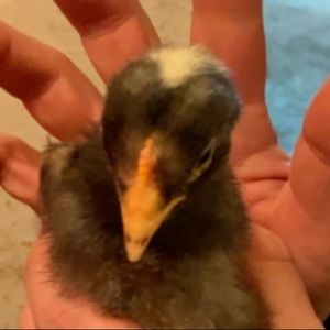 Meet your Posher, Garrett